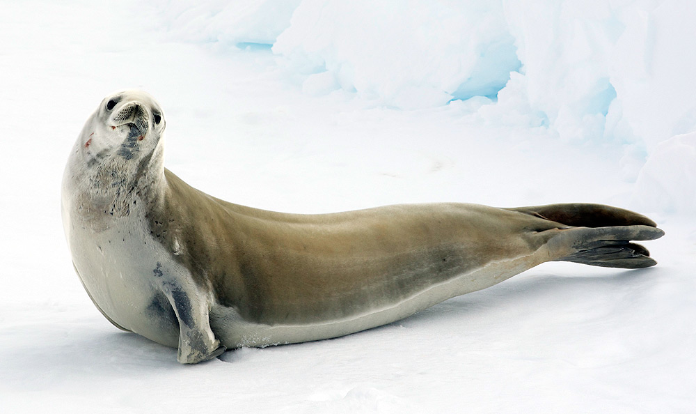 Crabeater Seals Lobodon carcinophagus Antarctica fact file